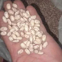 لوبیا چیتی ب