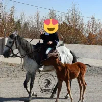 سوارکاری با اسب|اسب و تجهیزات اسب‌سواری|مشهد, شهرک صنعتی توس|دیوار