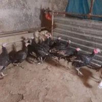 بوقلمون کوردی|حیوانات مزرعه|کامیاران, |دیوار