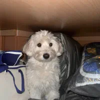 سگم گمشده|حیوانات|قزوین, |دیوار