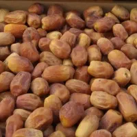 فروش قصب