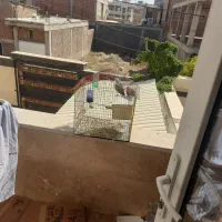 طوطی کوتوله برزیلی|پرنده|کرمان, |دیوار