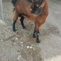 کهره نر سرحال