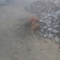 واگذاری دو توله سگ پا کوتاه رایگان