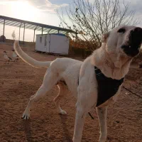 سگ سراب جنس عالی برای گله|سگ|تاکستان, |دیوار