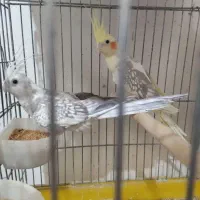 عروس هلندی
