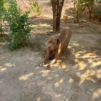 پیتبول|سگ|امیدیه, |دیوار