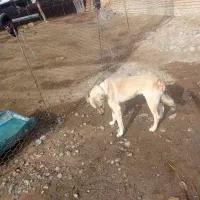 با سلام سگ سرابی گله‌ای به شرط ۸ ماهه نر