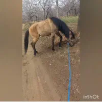 کره اسب کرد