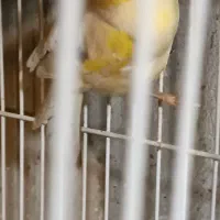 قناری و طوطی کوتوله|پرنده|مشهد, امامیه (شهرک غرب)|دیوار