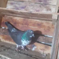 کبوتر پریشی