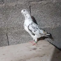 کبوتر|پرنده|رشت, حومه رشت|دیوار