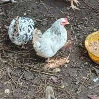 خروس و مرغ کرچ عالی گلین و مینیاتوری .|حیوانات مزرعه|لنگرود, |دیوار