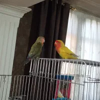 یک جفت طوطی برزیلی