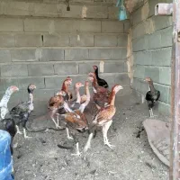 تخم مرغ لاری اوشامو|حیوانات مزرعه|تخت, |دیوار