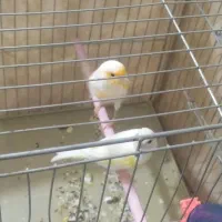 جفت قناری نر وماده موزلیکی