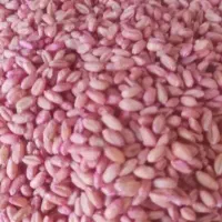 گندم پیشگام