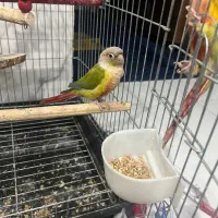ی جفت گرینچیک و عروس هلندی