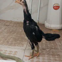 جوجه لاری اصل اوشامو