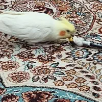 عروس هلندی ماده|پرنده|هشتگرد, فاز ۲ مهستان|دیوار