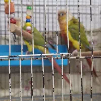 جفت گرینچیک نیمه دستی|پرنده|اهواز, شهرک دانشگاه|دیوار