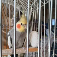 یک جفت عروس هلندی