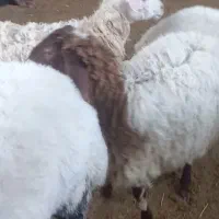گوسفندبره ماده چاق