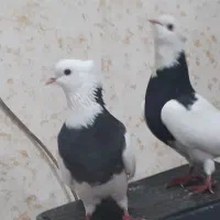 کفتر