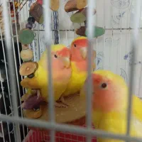 یک جفت طوطی برزیلی