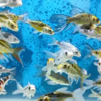 گله ماهی کوی|ماهی|تهران, شهرک دریا|دیوار