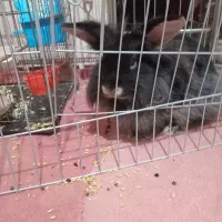 خرگوش لوپ ماده