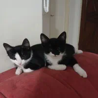 واگذاری کاملا رایگان بچه گربه های خانگی ۴ماهه