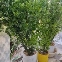 گل طبیعی|گل و گیاه طبیعی|اصفهان, شاهزید|دیوار