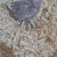 جوجه عروس سرلاکی|پرنده|شهرکرد, |دیوار