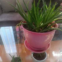 استخدام مربی و مربی زبان و خدمات