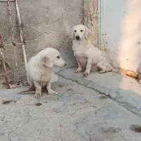 سگ پاکوتاه