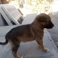 ۴توله سگ ژرمن شپرد