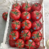 بذر گوجه|خدمات باغبانی و درختکاری|مشهد, وکیلآباد|دیوار