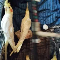 عروس هلندی  و برزیلی