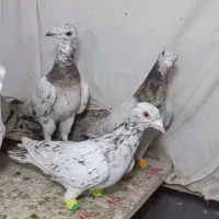 ۵ تا هفرنگ نر جوان یه ساله  زد و خردی|پرنده|قزوین, |دیوار