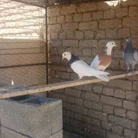 کفتر|پرنده|ملایر, |دیوار