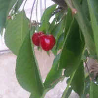 زنجیر چرخ پراید