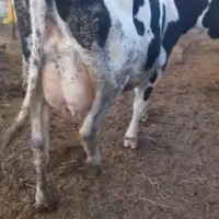 گاو زائده شکم اول 30کیلو شیر گوساله دار درشت