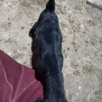 بزغاله شیری|حیوانات مزرعه|آشتیان, |دیوار