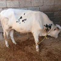 واسه فروش