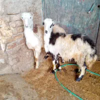 فروش دو تا بره قوچ بی گوش