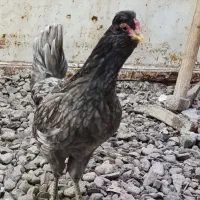 تخم مرغ نطفه دارگلین چهل تاج ریشوطوسی فول بشرط|حیوانات مزرعه|زنجان, |دیوار