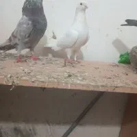 کبوتر|پرنده|علی‌آباد کتول, |دیوار