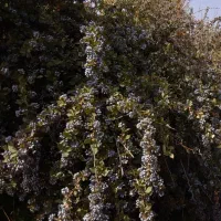 نهال زرشک سیاه بی‌دانه مقاوم تیل سلیمی