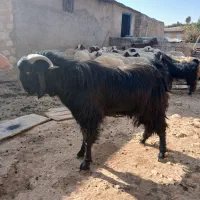 بز نر یا ساوین|حیوانات مزرعه|گیلان غرب, |دیوار